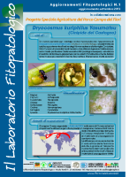 Laboratiorio fitopatologico N°1 – (Cinipide del castagno – Dryocosmus kuriphilus Yasumatsu) Laboratiorio fitopatologico N°1 – (Cinipide del castagno – Dryocosmus kuriphilus Yasumatsu)