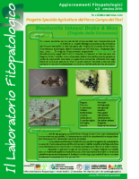 Laboratiorio fitopatologico N°3 – (Tingide delle Ericaceae – Stephanitis takeyai Drake & Maa) Laboratiorio fitopatologico N°3 – (Tingide delle Ericaceae – Stephanitis takeyai Drake & Maa)