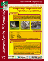 Laboratorio fitopatologico N°2 – (Processionarie del pino e della quercia – Traumatocampa Pityocampa (D.&S.) – Thaumatopoea Processionea L.) Laboratorio fitopatologico N°2 – (Processionarie del pino e della quercia – Traumatocampa Pityocampa (D.&S.) – Thaumatopoea Processionea L.)