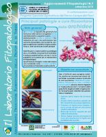 Orchidee Orchidee
