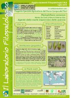 Phytophthora (2) Phytophthora (2)