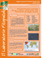 nematode pino nematode pino